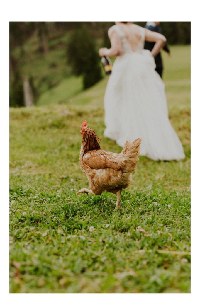 chicken in front of bride and groom 